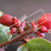 Symphoricarpos X chenaultii ‘Hancock’ fruit