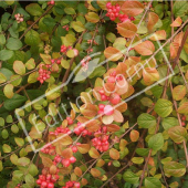 Symphoricarpos X chenaultii ‘Hancock’ rameau fruit