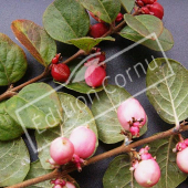 Symphoricarpos X chenaultii ‘Hancock’ rameau fruit2