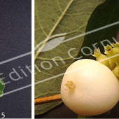 Symphoricarpos X doorenbosii ‘White Edge’ 2 photos fruit