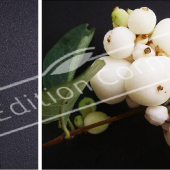 Symphoricarpos X doorenbosii ‘White Edge’ 2 photos fruit2