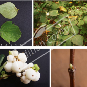 Symphoricarpos X doorenbosii ‘White Edge’ 4 photos