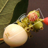 Symphoricarpos X doorenbosii ‘White Edge’ fruit
