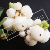 Symphoricarpos X doorenbosii ‘White Edge’ fruit2