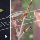 Syringa microphylla ‘Superba’ 2 photos bourgeon