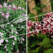 Syringa microphylla ‘Superba’ 2 photos entier fleur rameau fleur