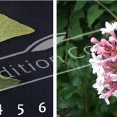 Syringa microphylla ‘Superba’ 2 photos fleur
