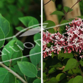 Syringa microphylla ‘Superba’ 2 photos rameau feuille fleur