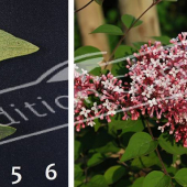 Syringa microphylla ‘Superba’ 2 photos rameau fleur