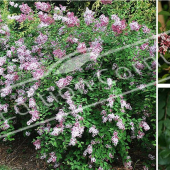 Syringa microphylla ‘Superba’ 3 photos fleur