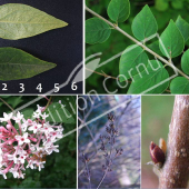 Syringa microphylla ‘Superba’ 4 photos