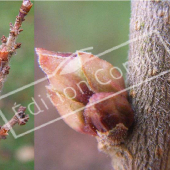 Syringa microphylla ‘Superba’ bourgeon