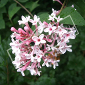 Syringa microphylla ‘Superba’ fleur