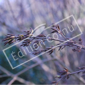 Syringa microphylla ‘Superba’ fruit