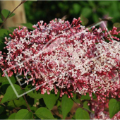 Syringa microphylla ‘Superba’ rameau fleur