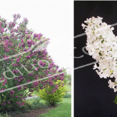 Syringa vulgaris 2 photos entier fleuri rameau fleur