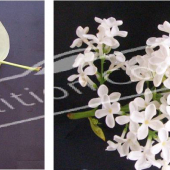 Syringa vulgaris 2 photos fleur blanche