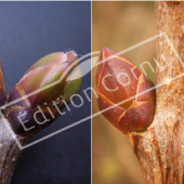 Syringa vulgaris bourgeon