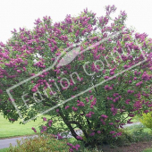 Syringa vulgaris entier fleuri