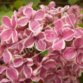 Syringa vulgaris fleur