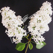 Syringa vulgaris rameau fleur