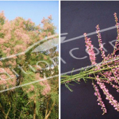 Tamarix ramosissima ‘Pink Cascade’ 2 photos entier fleuri rameau fleur