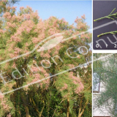 Tamarix ramosissima ‘Pink Cascade’ 3 photos feuille