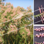Tamarix ramosissima ‘Pink Cascade’ 3 photos fleur