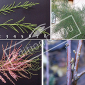 Tamarix ramosissima ‘Pink Cascade’ 4 photos