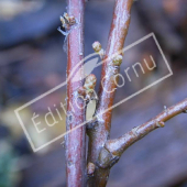 Tamarix ramosissima ‘Pink Cascade’ bourgeon
