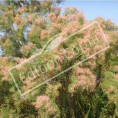 Tamarix ramosissima ‘Pink Cascade’ entier fleuri