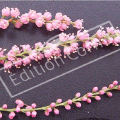Tamarix ramosissima ‘Pink Cascade’ fleur
