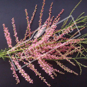 Tamarix ramosissima ‘Pink Cascade’ rameau fleuri
