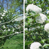 Viburnum carlesii 2 photos entier fleuri rameau fleur