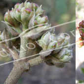 Viburnum carlesii 3 boutons