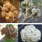 Viburnum carlesii 4 photos de  boutons à fleur