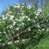 Viburnum carlesii entier fleuri