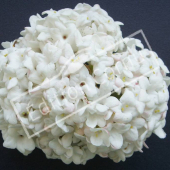 Viburnum carlesii fleur