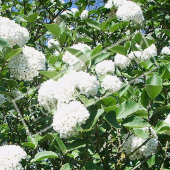 Viburnum carlesii rameau fleuri