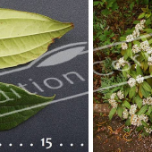 Viburnum davidii 2 photos entier fleur