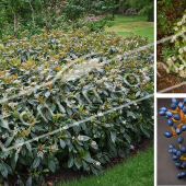 Viburnum davidii 3 photos fruit