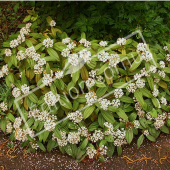 Viburnum davidii entier fleur