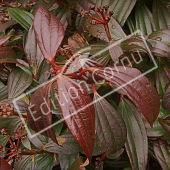 Viburnum davidii feuille hiver