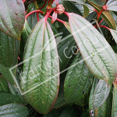 Viburnum davidii rameau