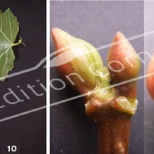 Viburnum opulus ‘Roseum’ 2 photos bourgeon