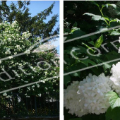 Viburnum opulus ‘Roseum’ 2 photos rameau fleur