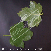 Viburnum opulus ‘Roseum’ feuille CM