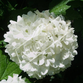 Viburnum opulus ‘Roseum’ fleur