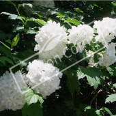 Viburnum opulus ‘Roseum’ rameau fleur