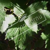 Viburnum opulus ‘Roseum’ rameau